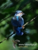 Filename=558_fotowilga~8.JPG
Filesize=69KB
Dimensions=360x480
Date added=Nov 19, 2015 558_fotowilga~8.JPG