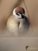 Filename=560_fotowilga~12.JPG
Filesize=213KB
Dimensions=525x700
Date added=Jan 07, 2019 560_fotowilga~12.JPG