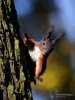 Filename=561_fotowilga~14.JPG
Filesize=264KB
Dimensions=525x700
Date added=Sep 29, 2018 561_fotowilga~14.JPG