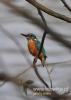 Filename=565_fotowilga~6.JPG
Filesize=66KB
Dimensions=343x480
Date added=Apr 29, 2015 565_fotowilga~6.JPG