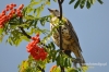 Filename=566_fotowilga~4.JPG
Filesize=317KB
Dimensions=720x480
Date added=Sep 05, 2014 566_fotowilga~4.JPG
