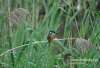 Filename=568_fotowilga~10.JPG
Filesize=113KB
Dimensions=640x438
Date added=Jan 07, 2016 568_fotowilga~10.JPG