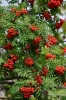 Filename=568_fotowilga~19.JPG
Filesize=358KB
Dimensions=466x700
Date added=Feb 06, 2018 568_fotowilga~19.JPG