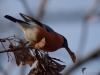 Filename=568_fotowilga~20.JPG
Filesize=234KB
Dimensions=700x525
Date added=Feb 11, 2018 568_fotowilga~20.JPG