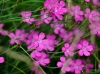 Filename=568_fotowilga~21.JPG
Filesize=281KB
Dimensions=700x520
Date added=Mar 29, 2018 568_fotowilga~21.JPG
