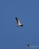 569_fotowilga~11.JPG