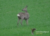 Filename=570_fotowilga~16.JPG
Filesize=113KB
Dimensions=640x457
Date added=May 10, 2016 570_fotowilga~16.JPG