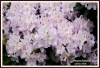 570_fotowilga~4.JPG