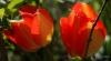 Filename=571_fotowilga~17.JPG
Filesize=163KB
Dimensions=700x385
Date added=Jan 21, 2018 571_fotowilga~17.JPG