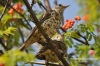 Filename=572_fotowilga~1.JPG
Filesize=307KB
Dimensions=720x480
Date added=Jul 08, 2014 572_fotowilga~1.JPG