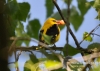Filename=572_fotowilga~7.JPG
Filesize=100KB
Dimensions=640x457
Date added=May 06, 2016 572_fotowilga~7.JPG