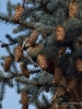 574_fotowilga~16.JPG