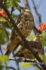 Filename=575_fotowilga~4.JPG
Filesize=196KB
Dimensions=360x540
Date added=Aug 03, 2014 575_fotowilga~4.JPG
