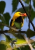 Filename=575_fotowilga~6.JPG
Filesize=73KB
Dimensions=343x480
Date added=Nov 19, 2015 575_fotowilga~6.JPG