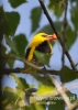 Filename=577_fotowilga~6.JPG
Filesize=76KB
Dimensions=343x480
Date added=Apr 18, 2016 577_fotowilga~6.JPG