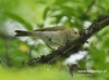 Filename=577_fotowilga~8.JPG
Filesize=97KB
Dimensions=640x476
Date added=Jun 23, 2017 577_fotowilga~8.JPG