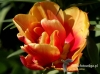 581_fotowilga~15.JPG