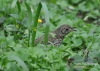 Filename=581_fotowilga~5.JPG
Filesize=324KB
Dimensions=720x514
Date added=Aug 19, 2014 581_fotowilga~5.JPG