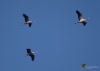 Filename=582_fotowilga~11.JPG
Filesize=151KB
Dimensions=700x500
Date added=Jan 04, 2018 582_fotowilga~11.JPG