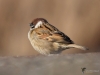Filename=582_fotowilga~14.JPG
Filesize=216KB
Dimensions=700x525
Date added=Jan 07, 2019 582_fotowilga~14.JPG