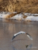 Filename=582_fotowilga~16.JPG
Filesize=361KB
Dimensions=525x700
Date added=Dec 05, 2019 582_fotowilga~16.JPG