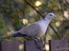 Filename=584_fotowilga~11.JPG
Filesize=251KB
Dimensions=700x525
Date added=Sep 28, 2018 584_fotowilga~11.JPG