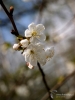 Filename=584_fotowilga~8.JPG
Filesize=211KB
Dimensions=525x700
Date added=Apr 13, 2017 584_fotowilga~8.JPG