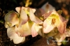 Filename=585_fotowilga~0.JPG
Filesize=118KB
Dimensions=720x480
Date added=Jan 27, 2013 585_fotowilga~0.JPG
