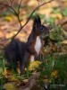 Filename=585_fotowilga~14.JPG
Filesize=279KB
Dimensions=525x700
Date added=Feb 18, 2018 585_fotowilga~14.JPG