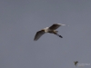 Filename=585_fotowilga~15.JPG
Filesize=163KB
Dimensions=700x525
Date added=May 21, 2019 585_fotowilga~15.JPG