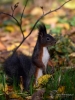 Filename=586_fotowilga~11.JPG
Filesize=278KB
Dimensions=525x700
Date added=Dec 03, 2017 586_fotowilga~11.JPG