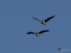 Filename=586_fotowilga~14.JPG
Filesize=214KB
Dimensions=700x525
Date added=Dec 07, 2019 586_fotowilga~14.JPG