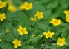Filename=586_fotowilga~2.JPG
Filesize=306KB
Dimensions=720x514
Date added=Aug 15, 2014 586_fotowilga~2.JPG