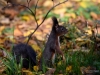 Filename=587_fotowilga~15.JPG
Filesize=292KB
Dimensions=700x525
Date added=Nov 28, 2017 587_fotowilga~15.JPG