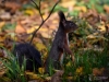 Filename=588_fotowilga~15.JPG
Filesize=289KB
Dimensions=700x525
Date added=Sep 30, 2018 588_fotowilga~15.JPG