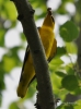 Filename=588_fotowilga~16.JPG
Filesize=224KB
Dimensions=519x700
Date added=Jan 24, 2019 588_fotowilga~16.JPG