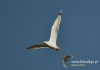 Filename=589_fotowilga~7.JPG
Filesize=47KB
Dimensions=640x448
Date added=Oct 28, 2015 589_fotowilga~7.JPG