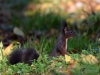 Filename=589_fotowilga~8.JPG
Filesize=268KB
Dimensions=700x525
Date added=Dec 03, 2017 589_fotowilga~8.JPG