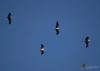 590_fotowilga~11.JPG