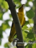 Filename=590_fotowilga~9.JPG
Filesize=77KB
Dimensions=357x480
Date added=Jan 31, 2016 590_fotowilga~9.JPG