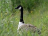 Filename=591_fotowilga~11.JPG
Filesize=254KB
Dimensions=700x525
Date added=Nov 10, 2019 591_fotowilga~11.JPG