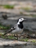 Filename=591_fotowilga~8.JPG
Filesize=250KB
Dimensions=525x700
Date added=Mar 22, 2018 591_fotowilga~8.JPG