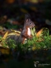 Filename=593_fotowilga~11.JPG
Filesize=223KB
Dimensions=525x700
Date added=Feb 08, 2018 593_fotowilga~11.JPG