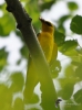Filename=594_fotowilga~17.JPG
Filesize=218KB
Dimensions=519x700
Date added=Mar 29, 2018 594_fotowilga~17.JPG