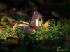 Filename=594_fotowilga~19.JPG
Filesize=233KB
Dimensions=700x525
Date added=Oct 04, 2018 594_fotowilga~19.JPG