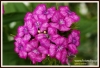Filename=596_fotowilga~1.JPG
Filesize=152KB
Dimensions=720x492
Date added=Aug 28, 2013 596_fotowilga~1.JPG