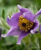 597_fotowilga~12.JPG