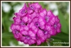 Filename=597_fotowilga~3.JPG
Filesize=157KB
Dimensions=720x493
Date added=Aug 28, 2013 597_fotowilga~3.JPG