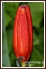 598_fotowilga.JPG