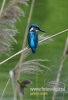 Filename=599_fotowilga~8.JPG
Filesize=72KB
Dimensions=328x480
Date added=Jan 15, 2016 599_fotowilga~8.JPG